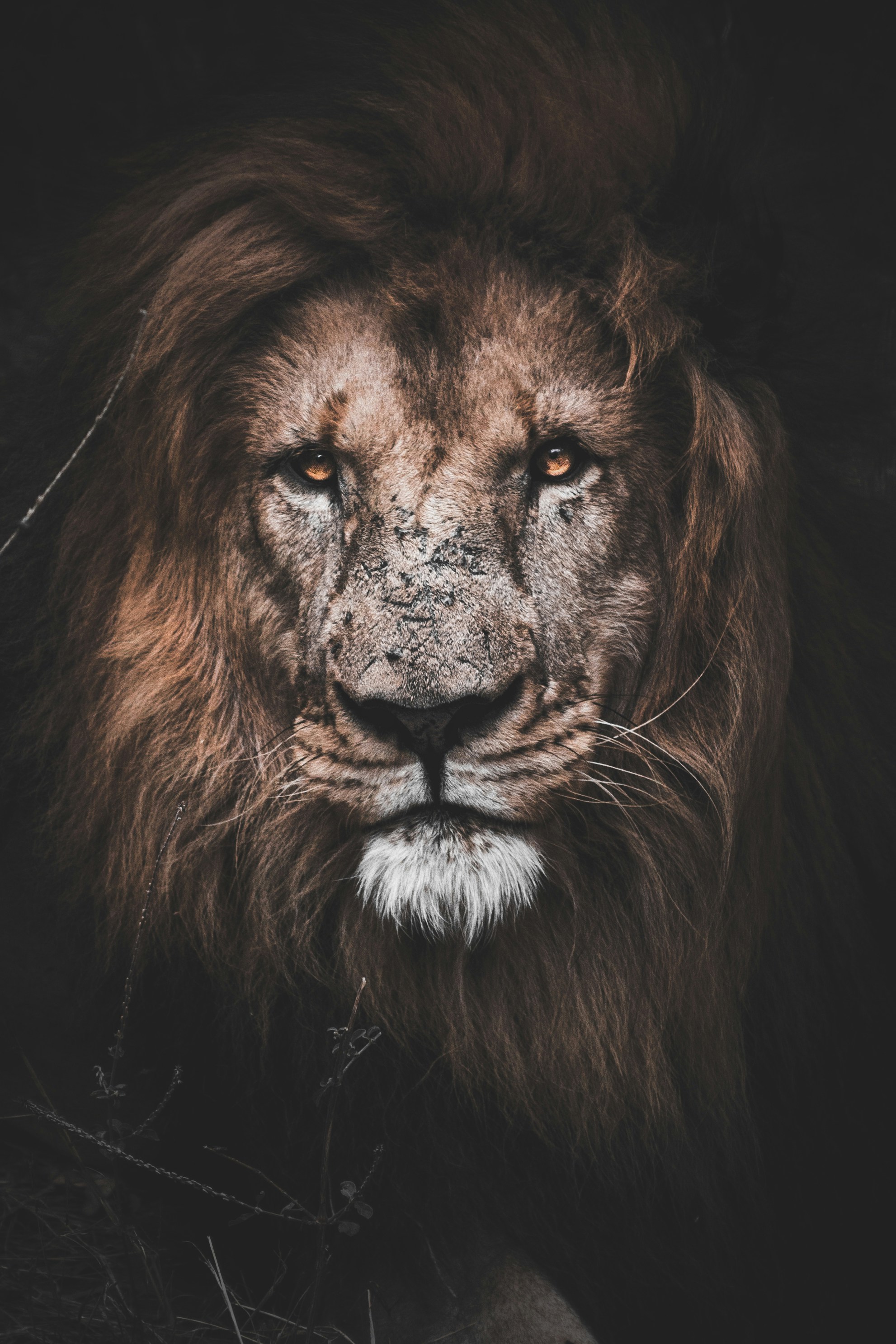A lion in the grass